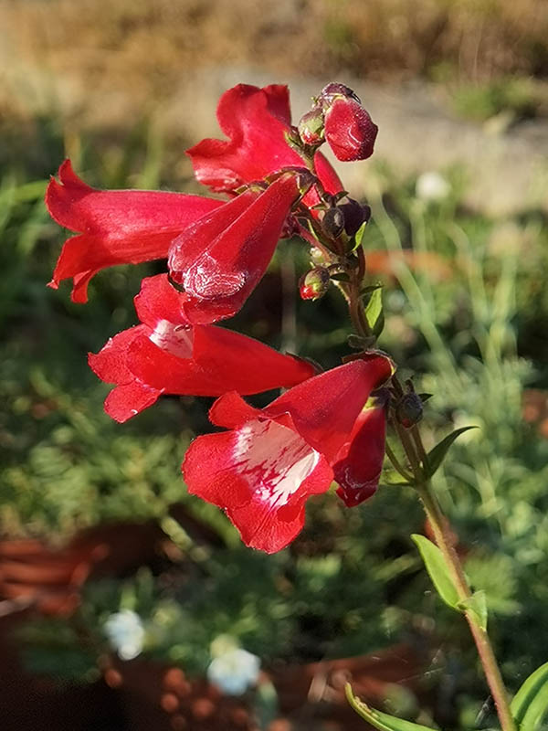 Penstemon sp cultivar horticole photo